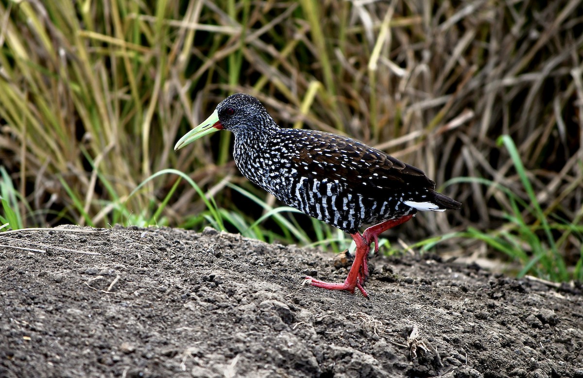 Spotted Rail - ML617895167
