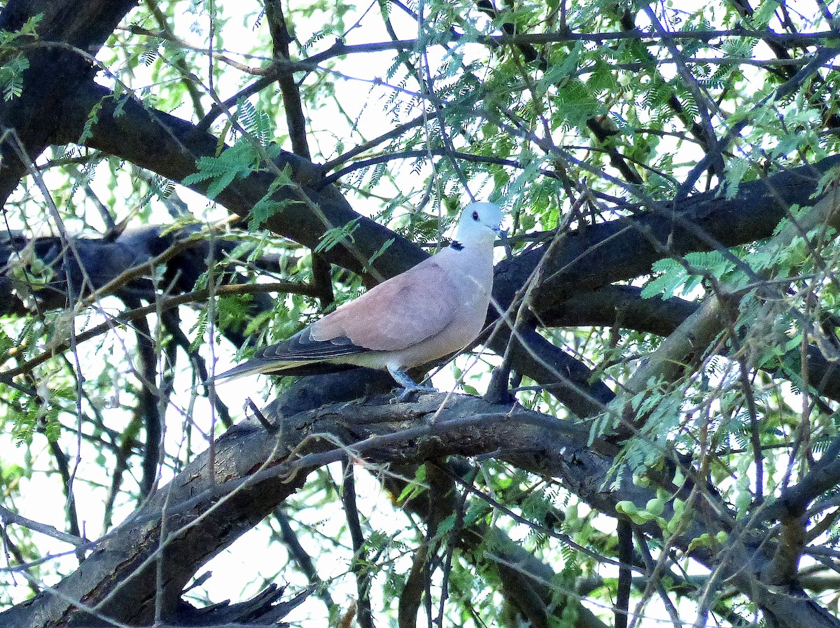 Red Collared-Dove - ML617895177