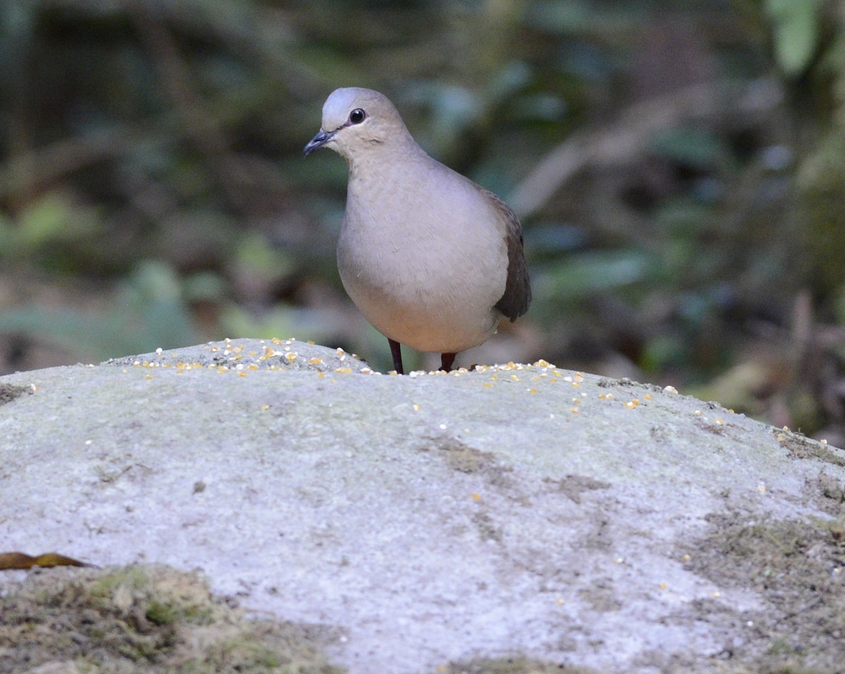 White-tipped Dove - ML617895201