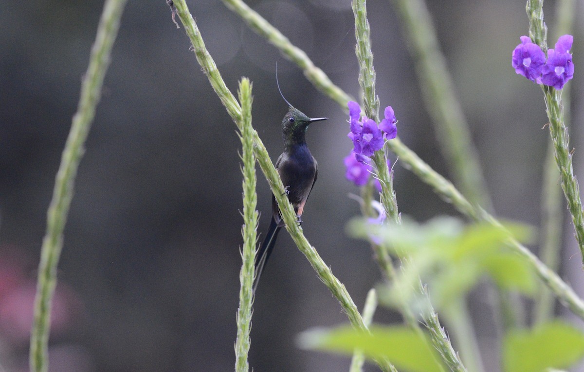 Wire-crested Thorntail - ML617895221