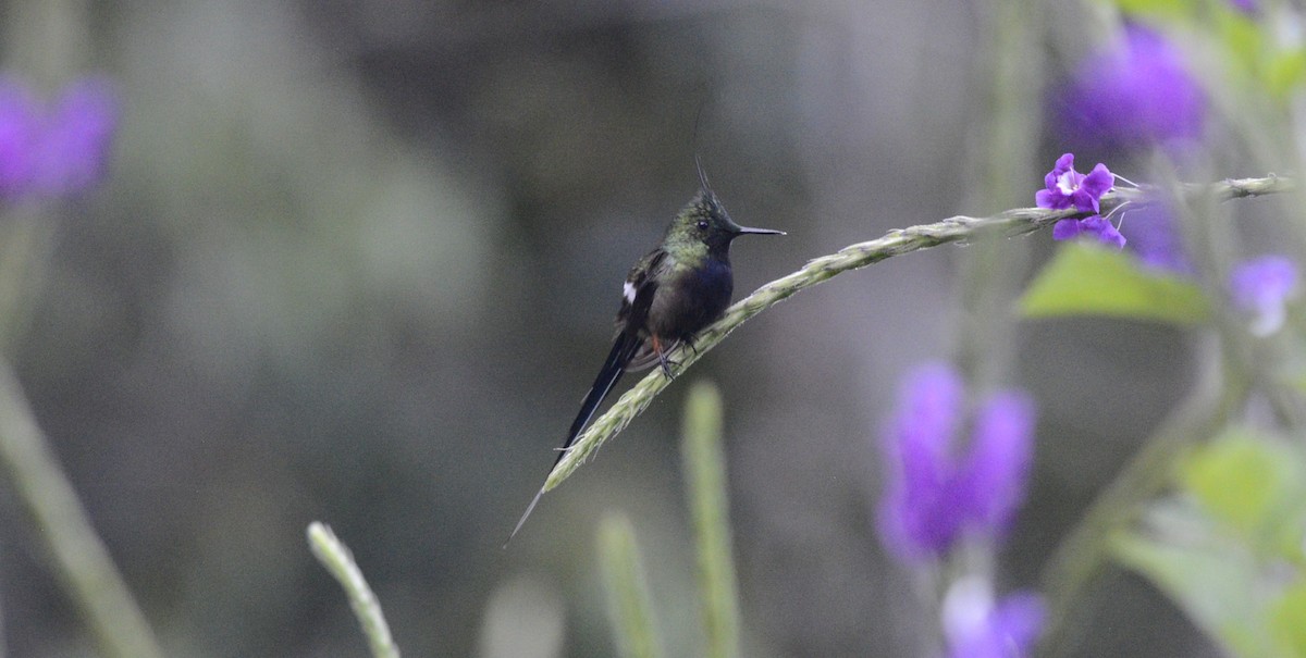 kolibřík ostrochocholatý - ML617895234