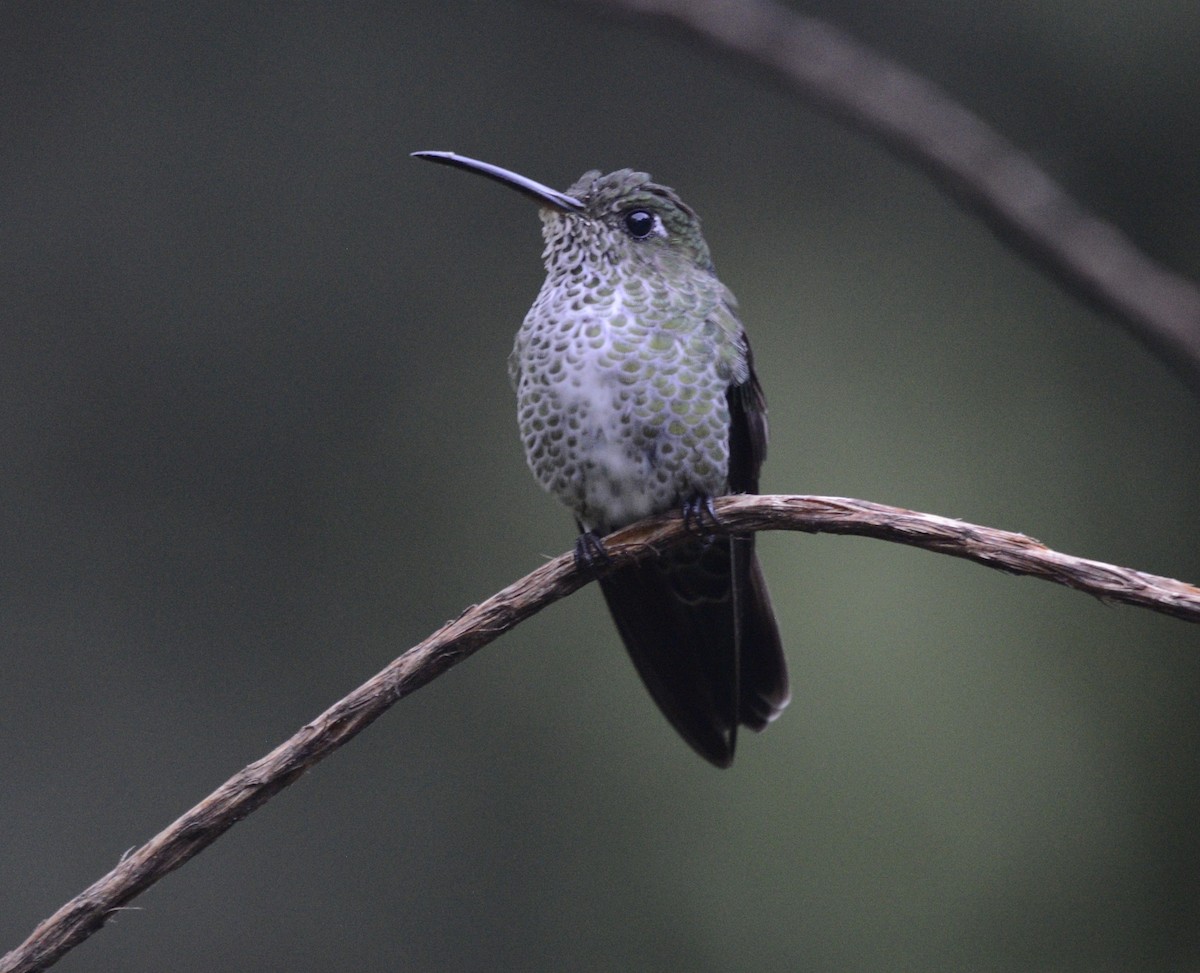 Many-spotted Hummingbird - ML617895245