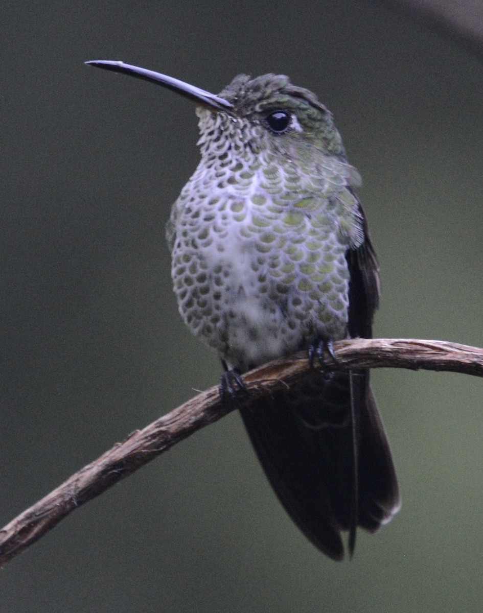 Many-spotted Hummingbird - ML617895257