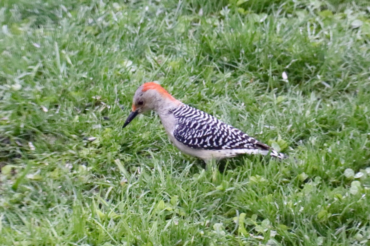 Red-bellied Woodpecker - C Schneck