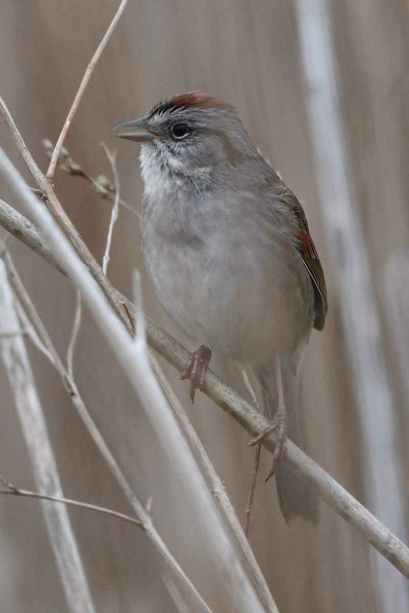 Swamp Sparrow - ML617895377