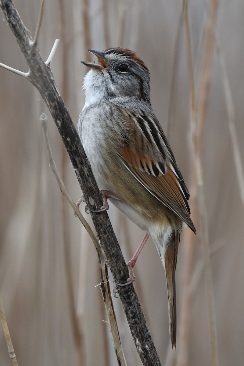 Swamp Sparrow - ML617895378