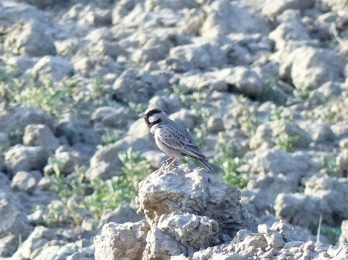 Ashy-crowned Sparrow-Lark - ML617895380