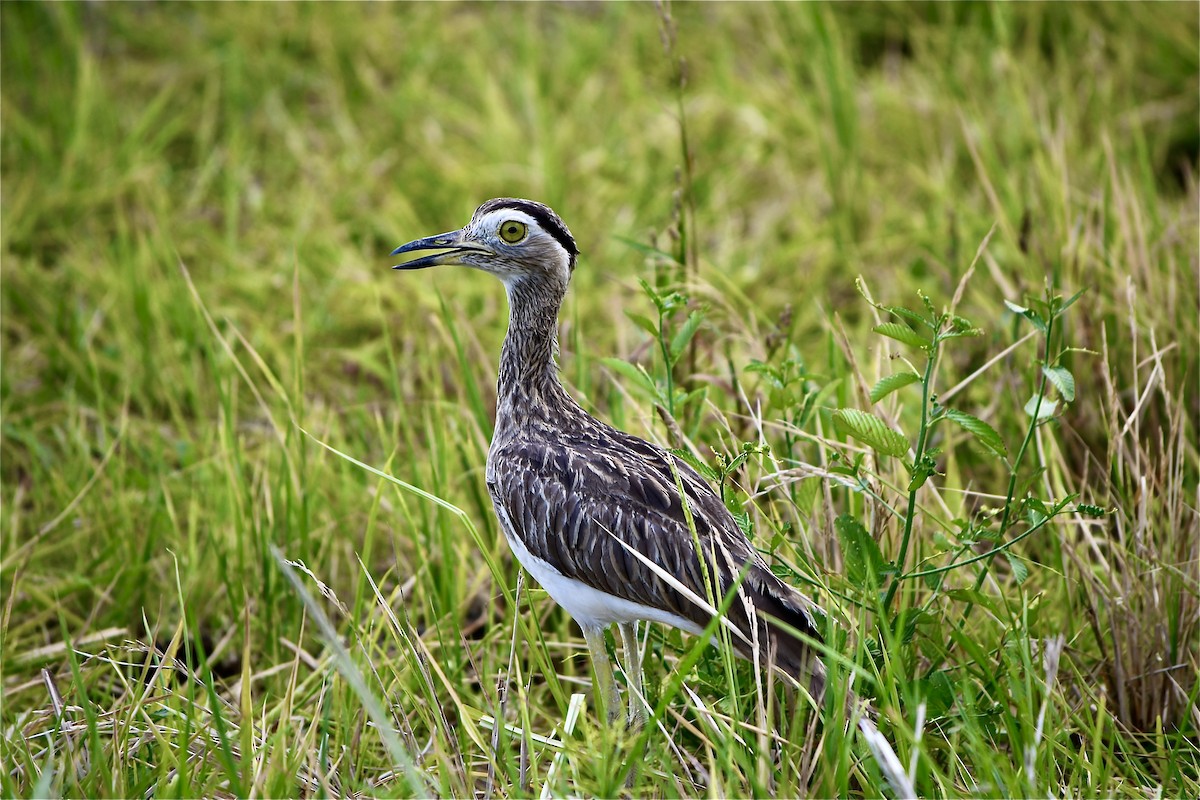 Double-striped Thick-knee - ML617895386