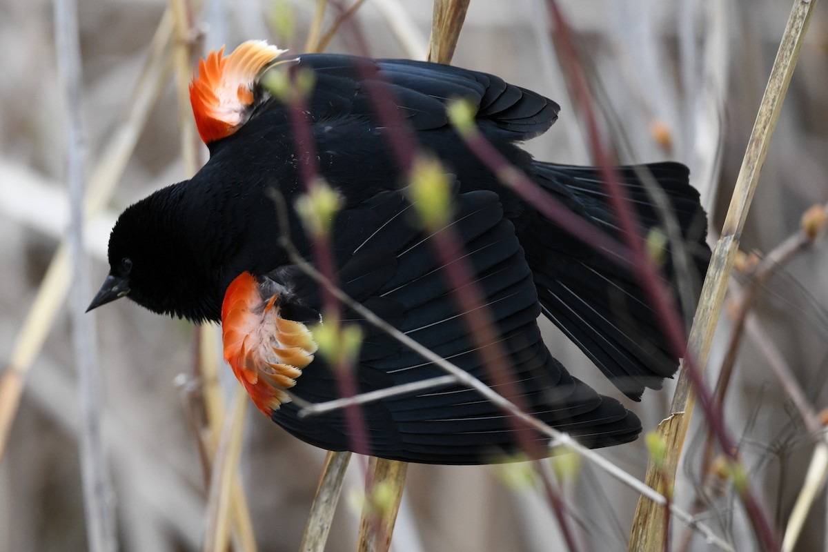Red-winged Blackbird (Red-winged) - ML617895400