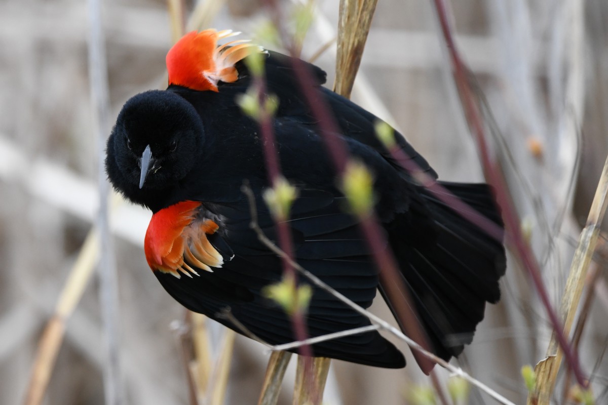 Red-winged Blackbird (Red-winged) - ML617895401