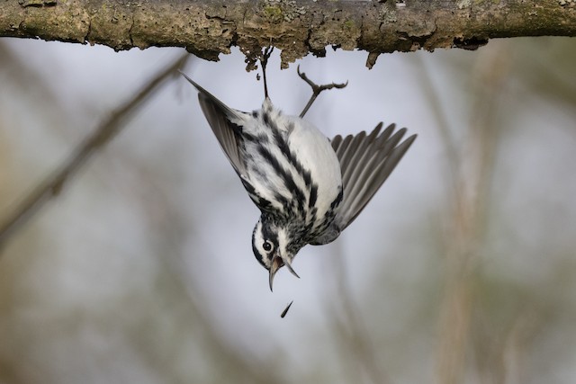 Black-and-white Warbler ML617895410