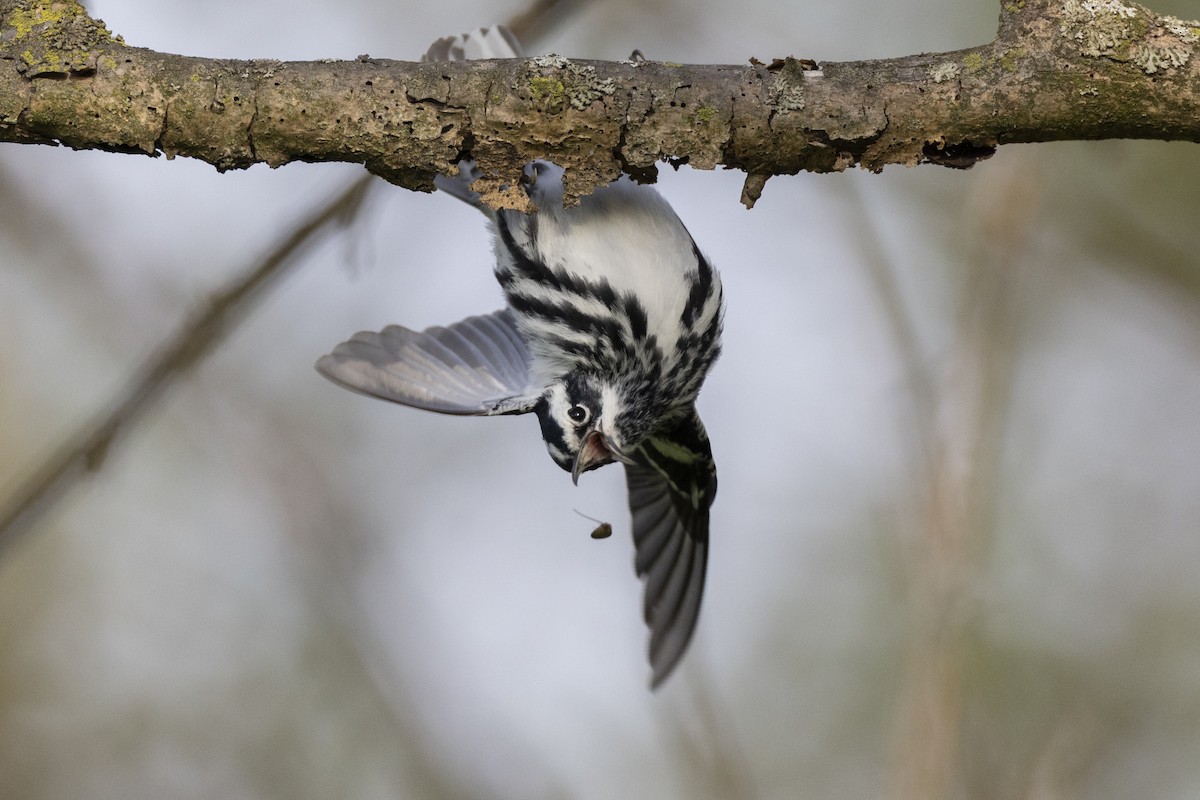 Black-and-white Warbler - Michael Stubblefield