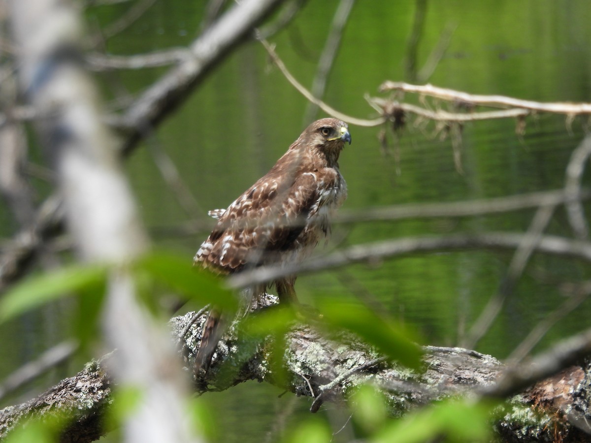 Red-tailed Hawk - ML617895450