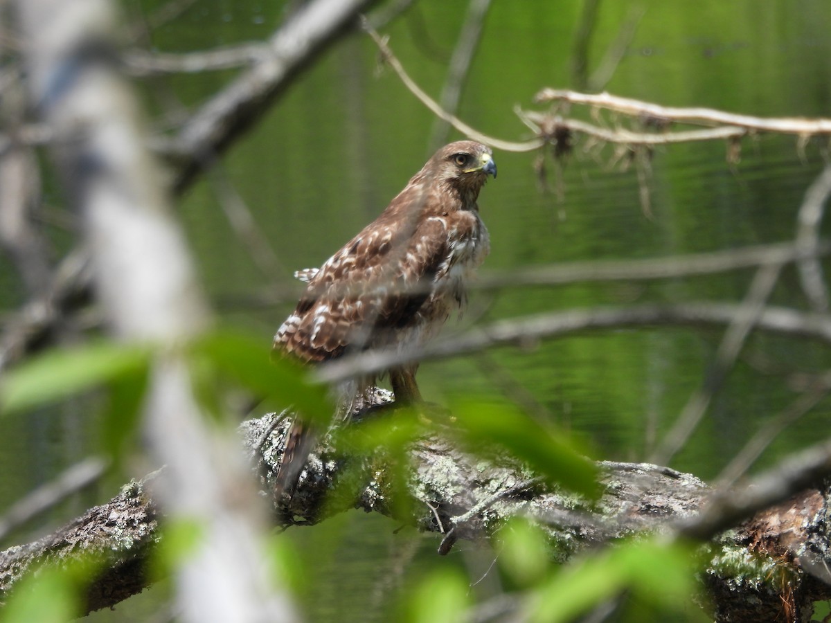 Red-tailed Hawk - Rowan Gray
