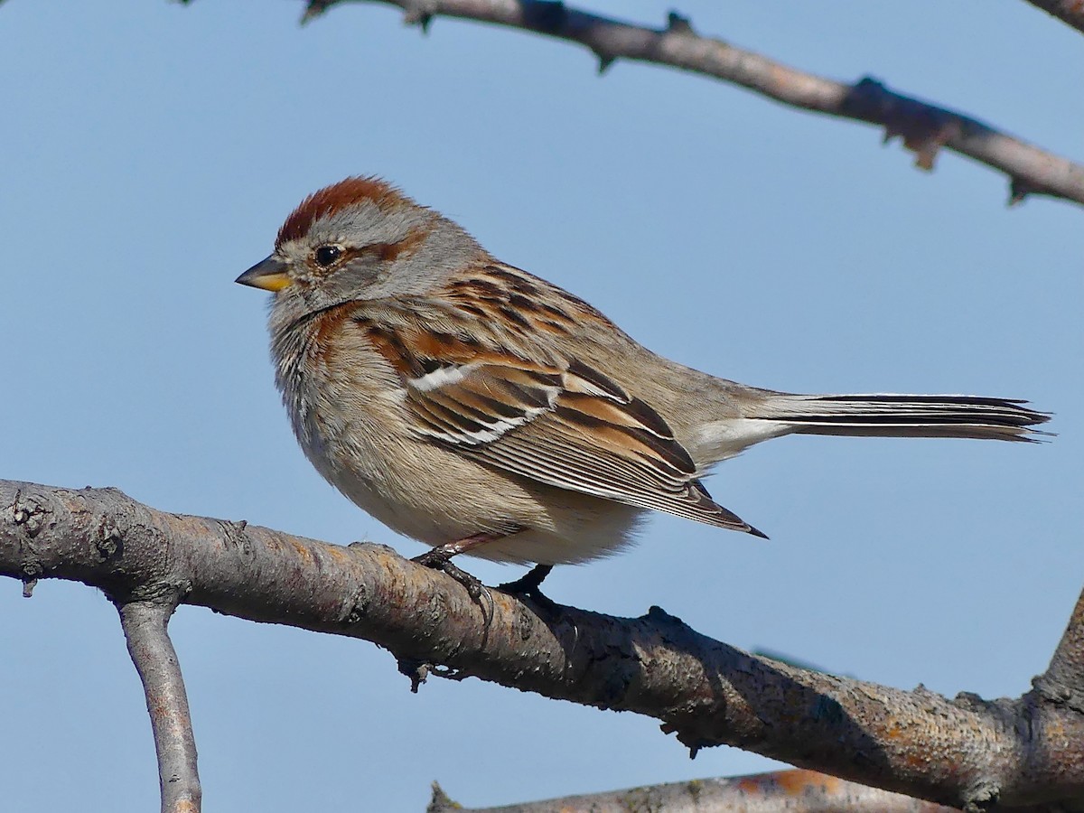 American Tree Sparrow - Peder Stenslie
