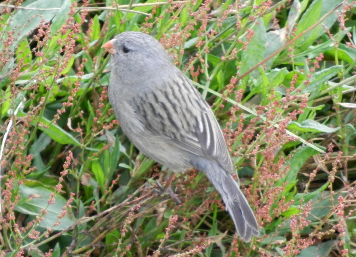 Plain-colored Seedeater - ML617895463
