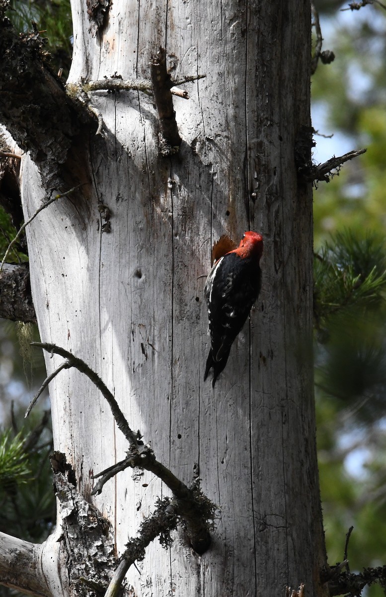 Red-breasted Sapsucker - ML617895473