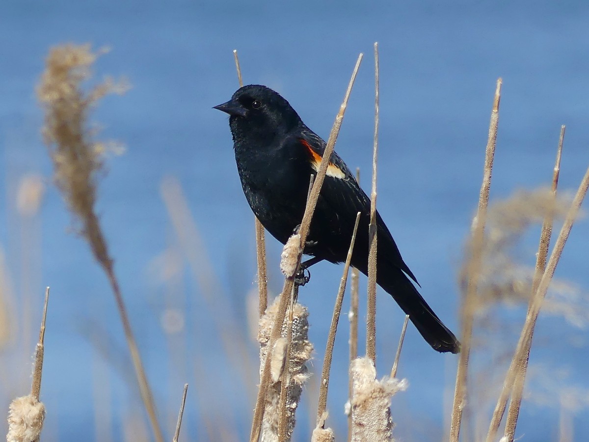 Red-winged Blackbird - Peder Stenslie