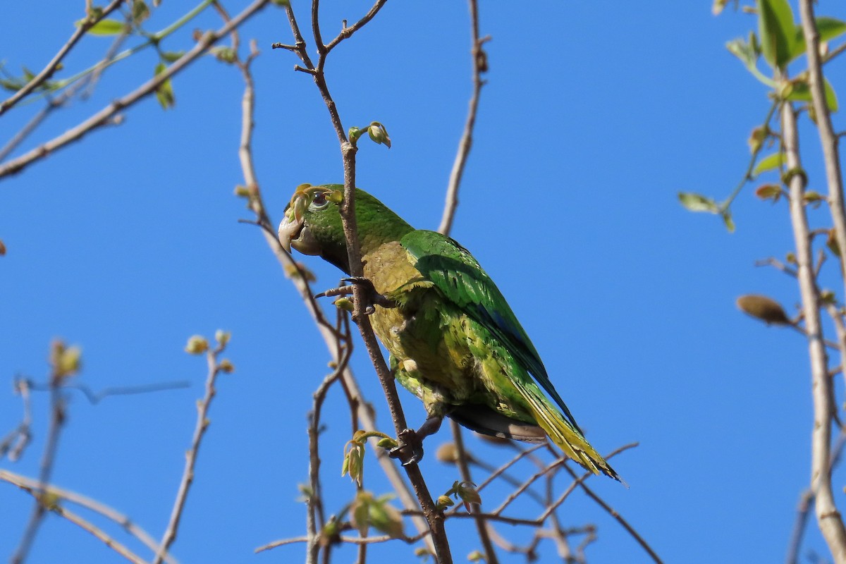 Olive-throated Parakeet (Aztec) - Patty González CON