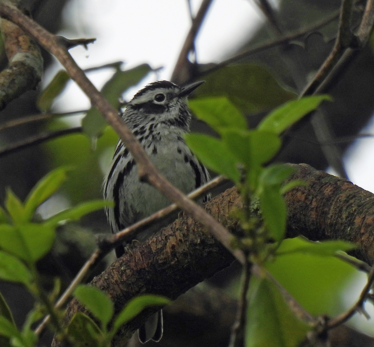 Black-and-white Warbler - ML617895583