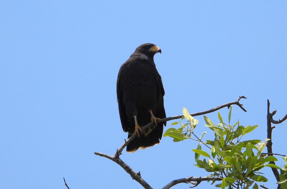 Common Black Hawk - Albert Ribes