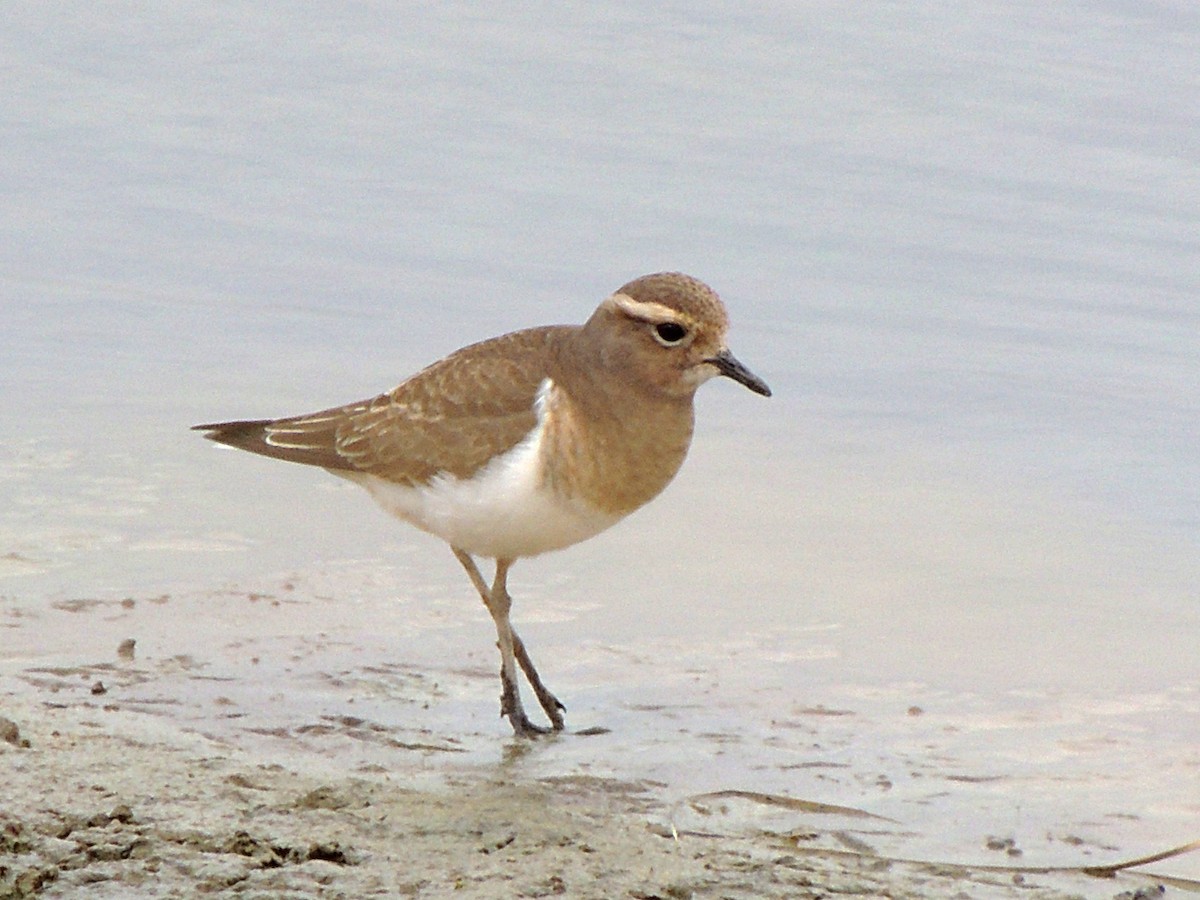 Rufous-chested Dotterel - ML617895593
