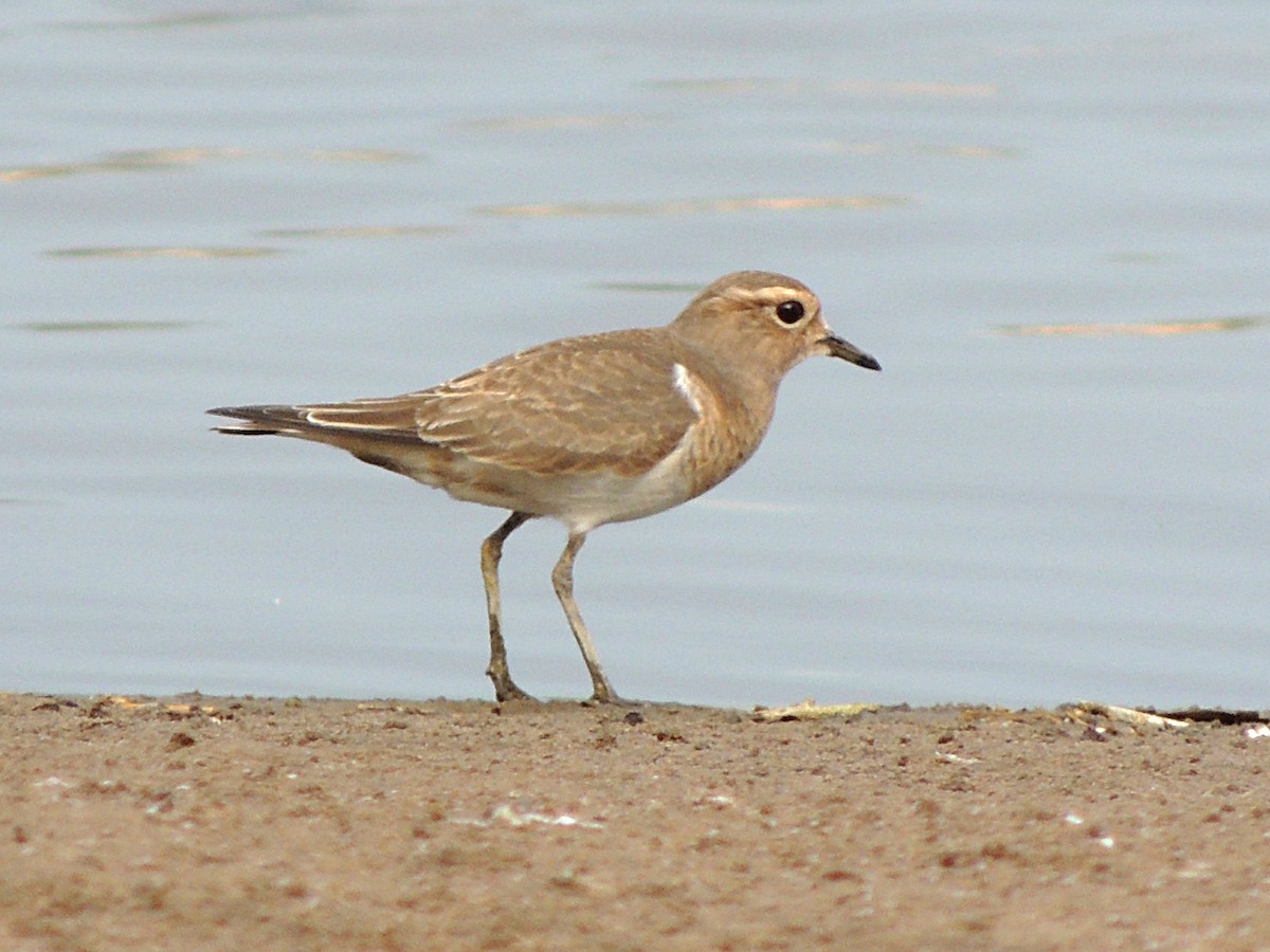 Rufous-chested Dotterel - ML617895595