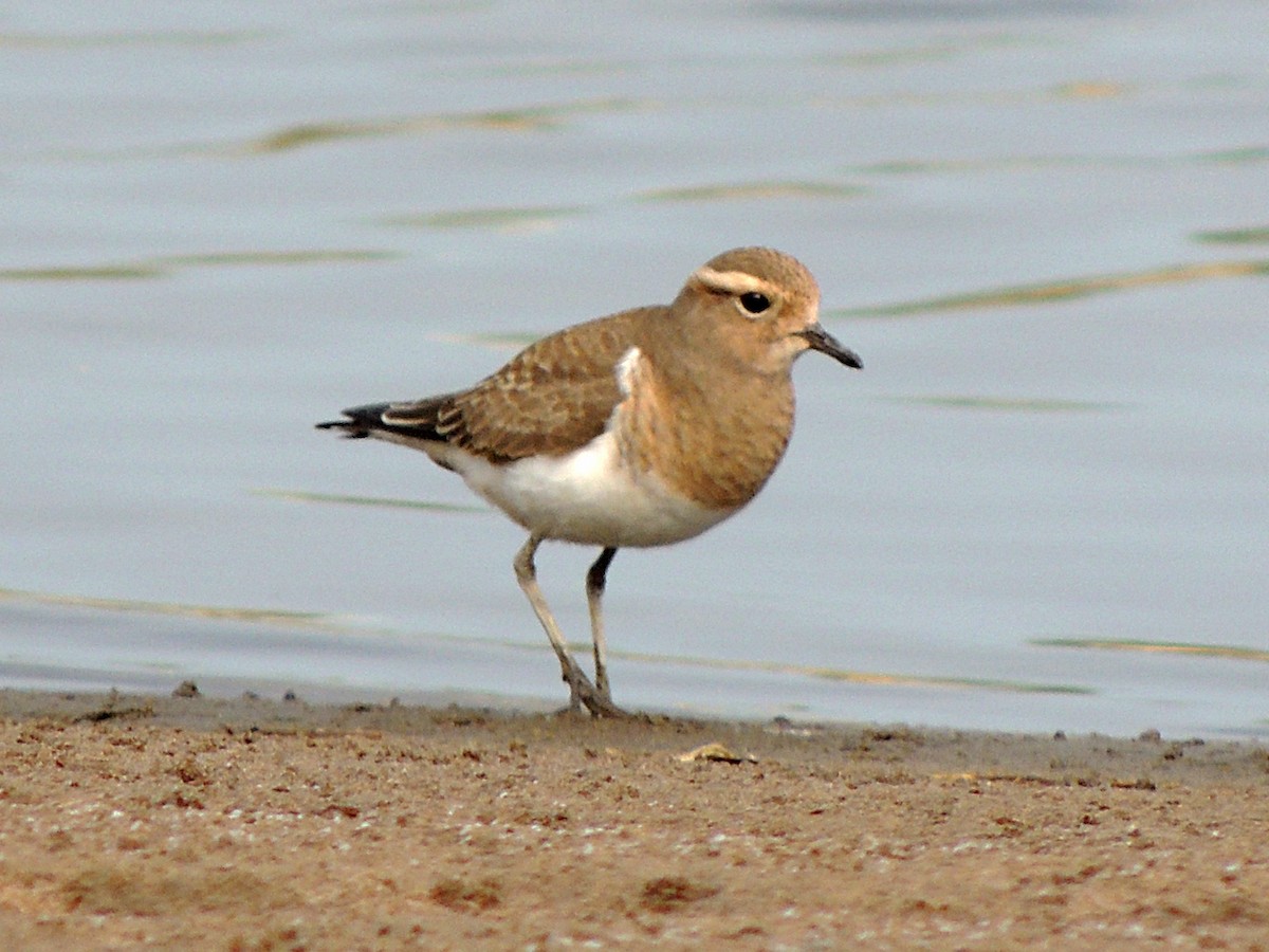Rufous-chested Dotterel - ML617895596