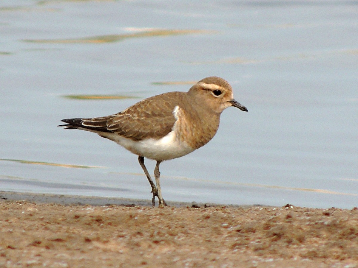 Rufous-chested Dotterel - ML617895598