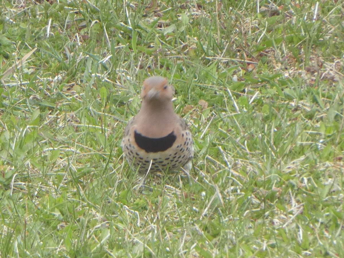 Northern Flicker - Thomas Ouchterlony