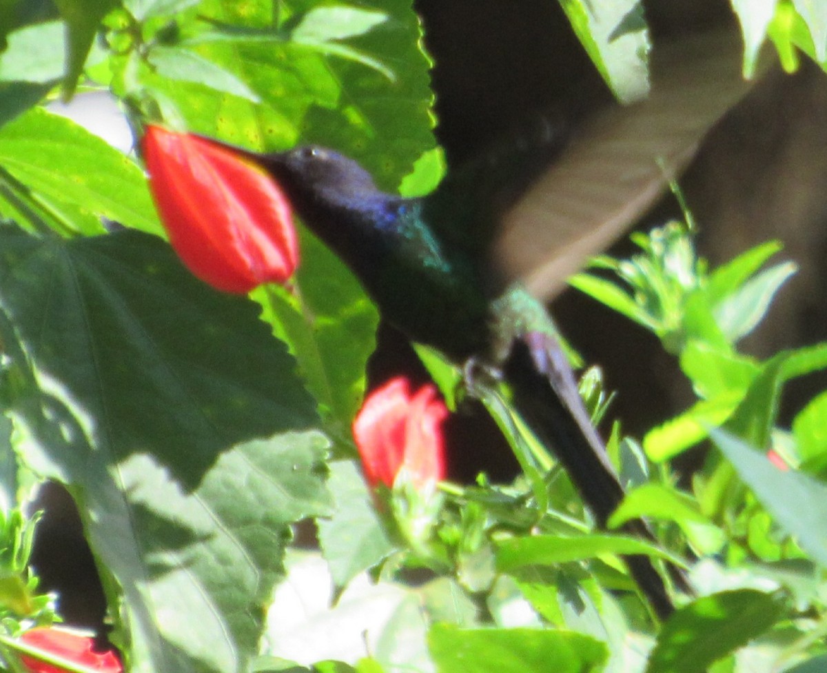 Swallow-tailed Hummingbird - ML617895630
