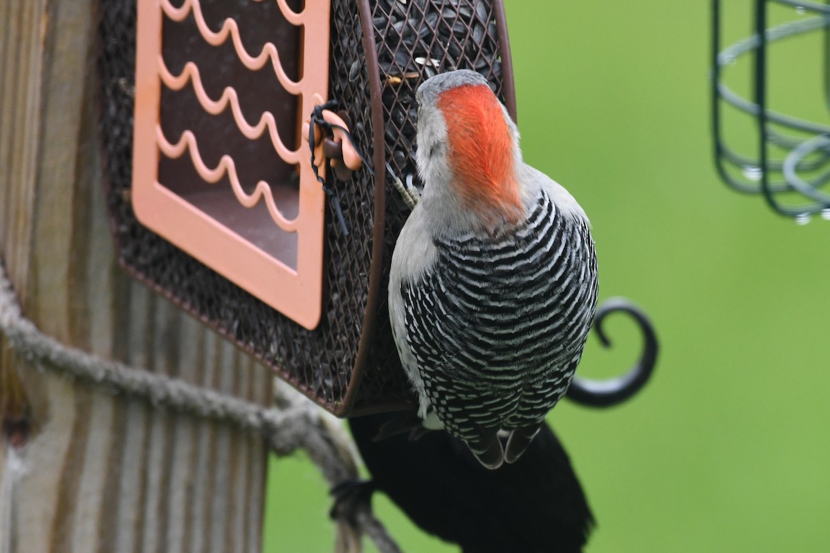 Red-bellied Woodpecker - ML617895632