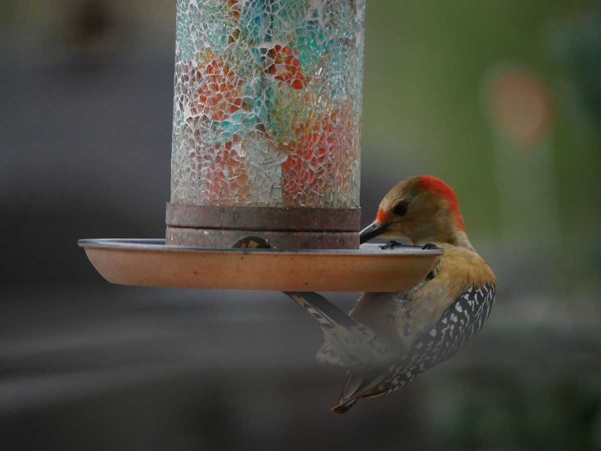 Red-bellied Woodpecker - ML617895651