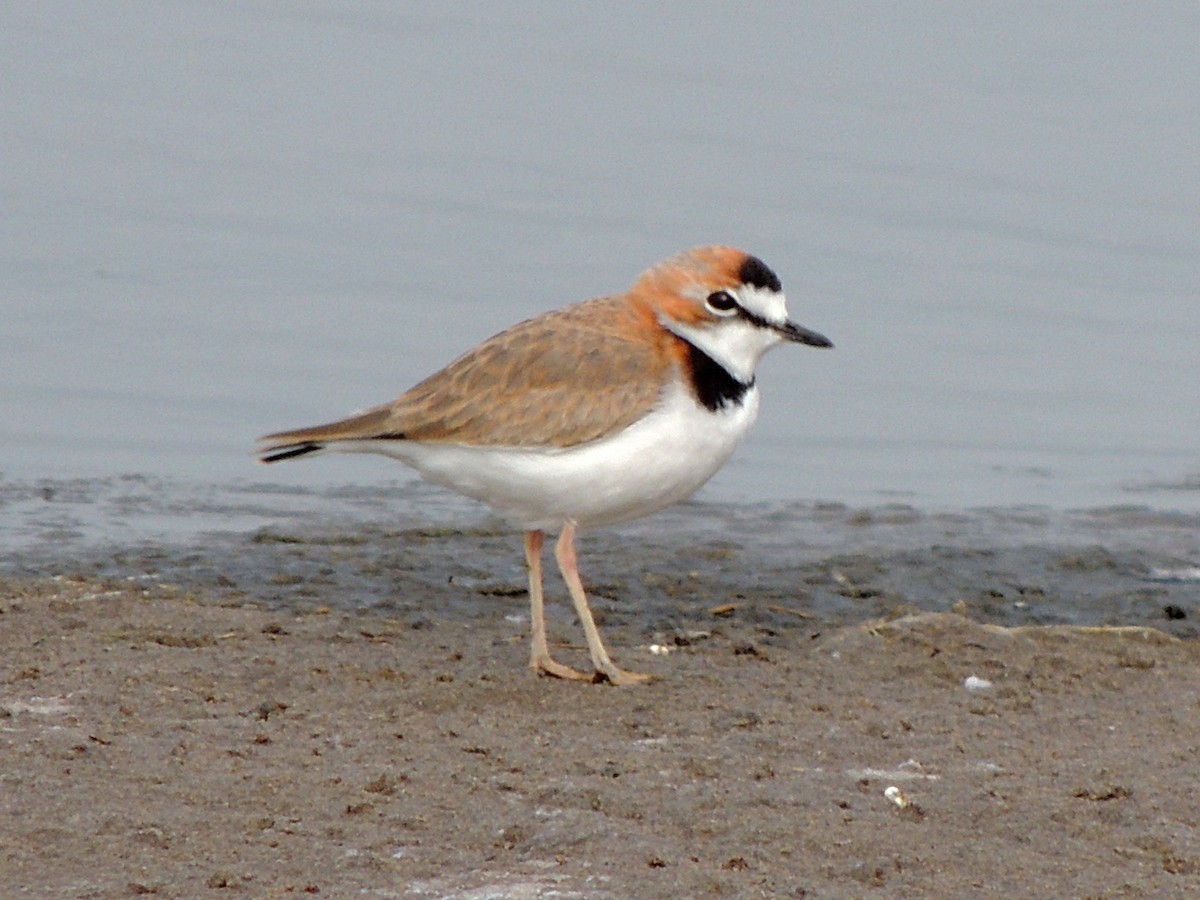 Collared Plover - ML617895663
