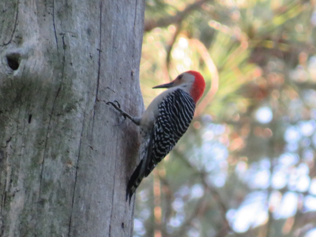 Red-bellied Woodpecker - ML617895664