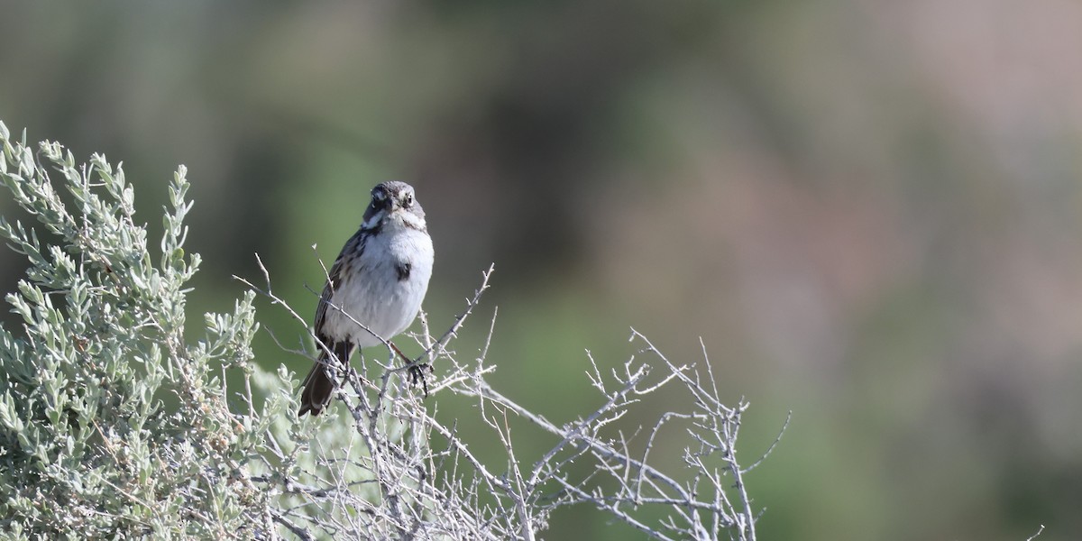 Sagebrush Sparrow - Darlene Feener
