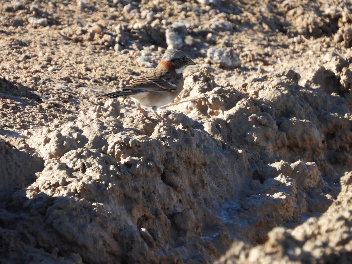 Rufous-collared Sparrow - ML617895701