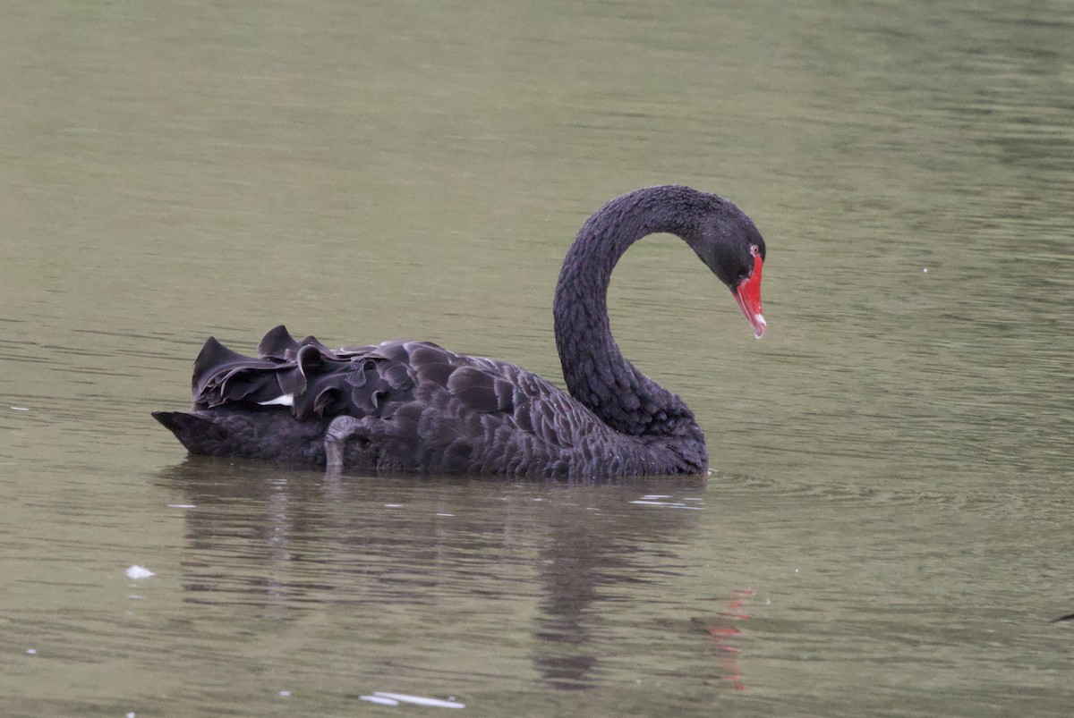 Black Swan - Gerry Mielke