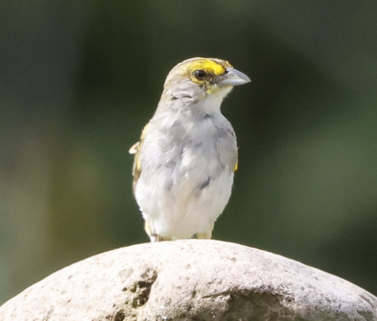 Yellow-browed Sparrow - ML617895725