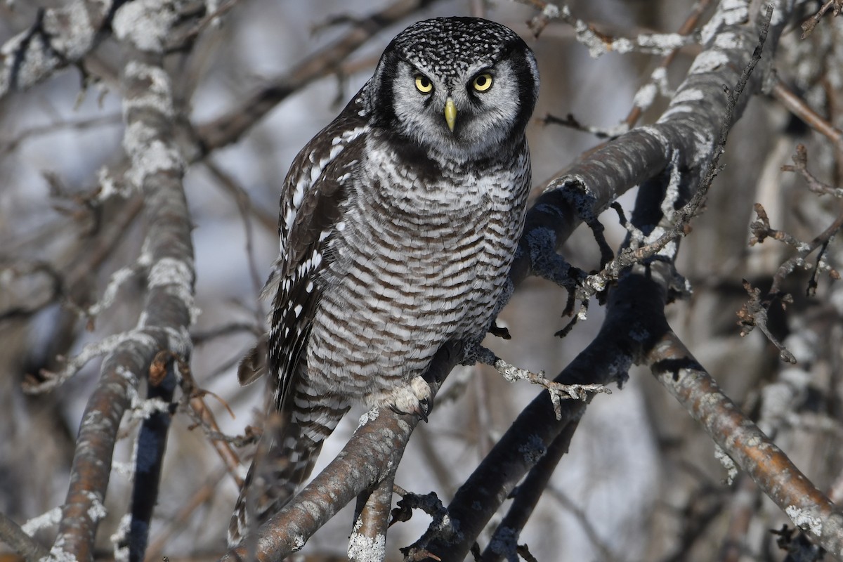 Northern Hawk Owl - David Mathieu