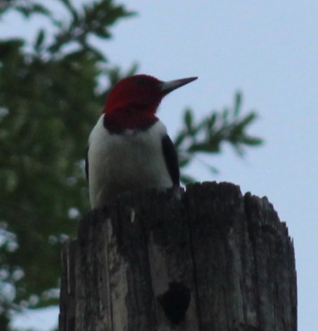 Red-headed Woodpecker - ML617895809