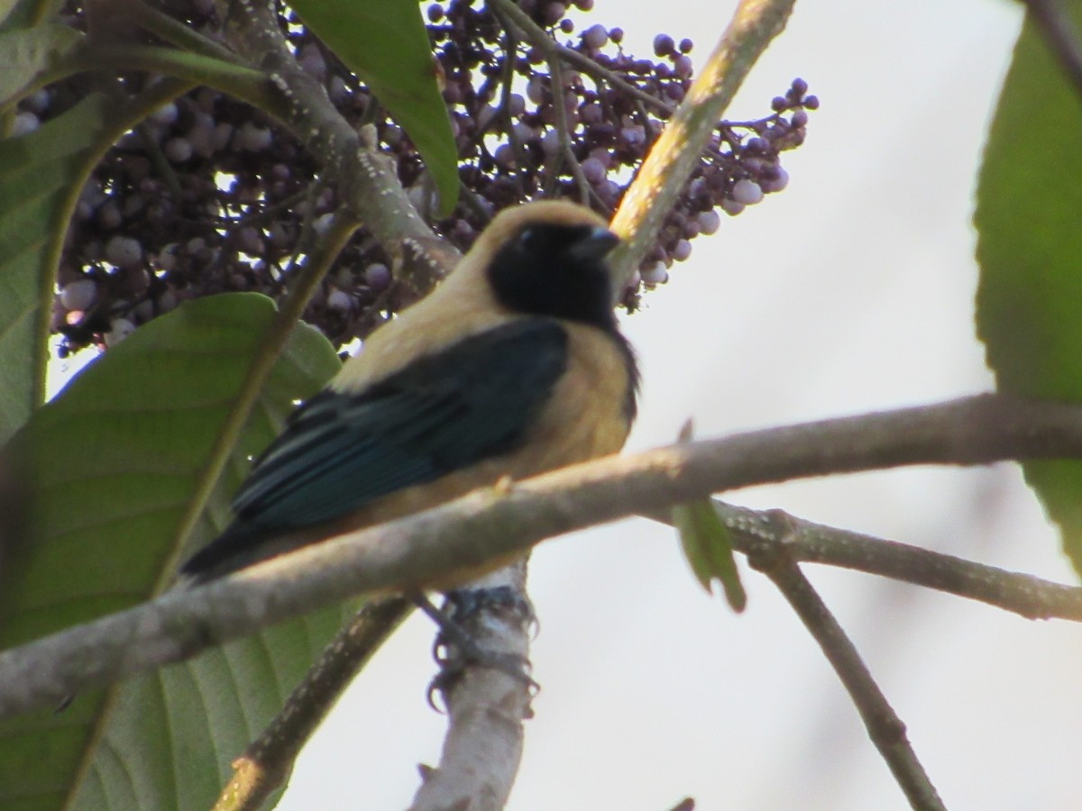 Burnished-buff Tanager - ML617895820