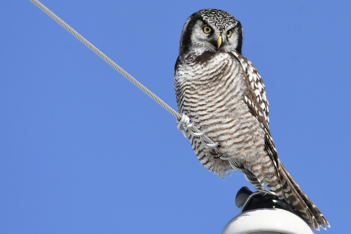 Northern Hawk Owl - ML617895821