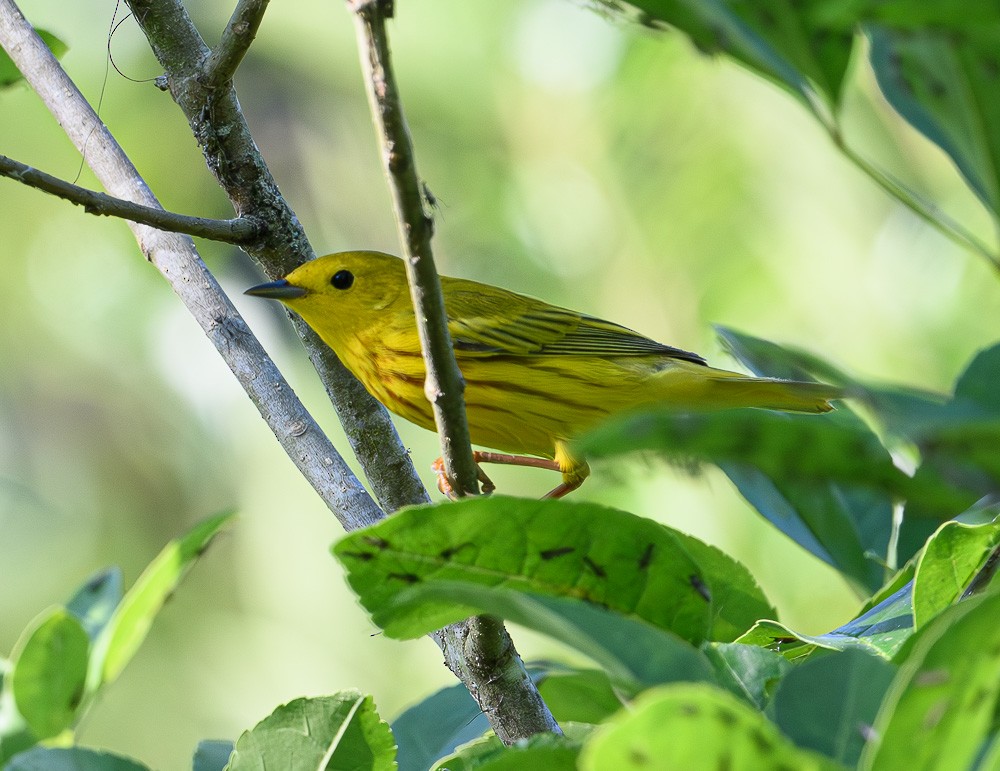 Yellow Warbler - Jose-Miguel Ponciano