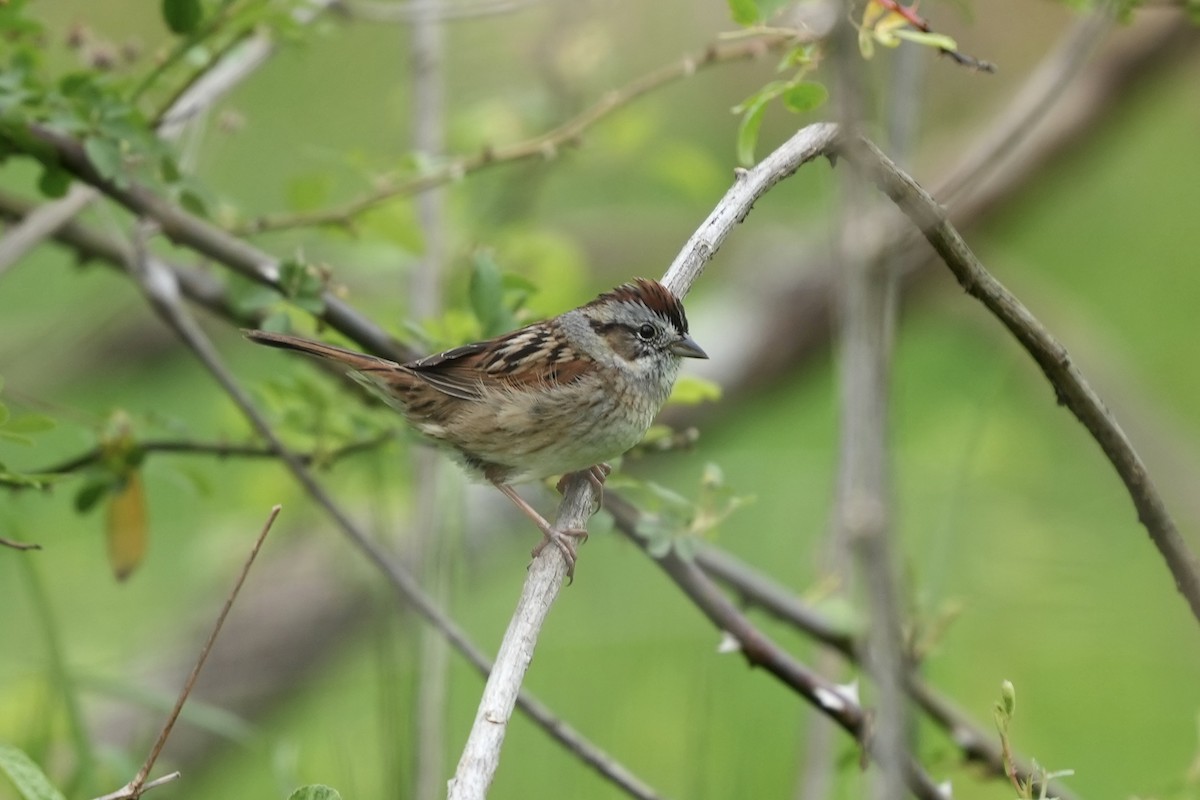 Swamp Sparrow - ML617895875