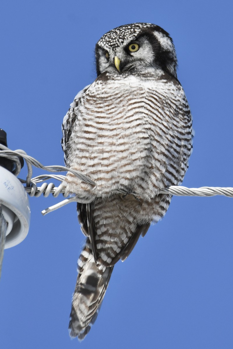 Northern Hawk Owl - ML617895876