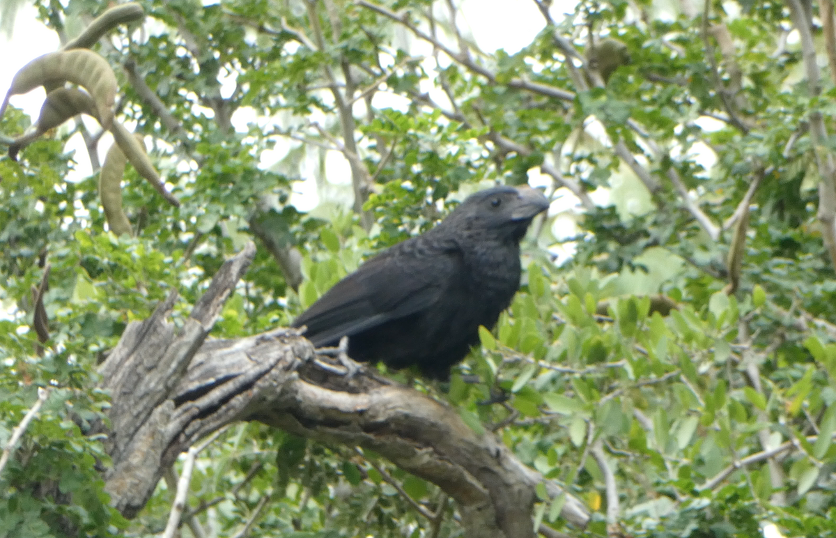 Groove-billed Ani - Kevin Hayes
