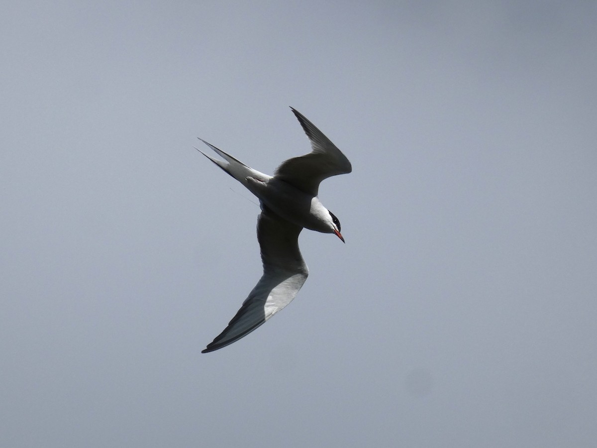 Common Tern - ML617895898