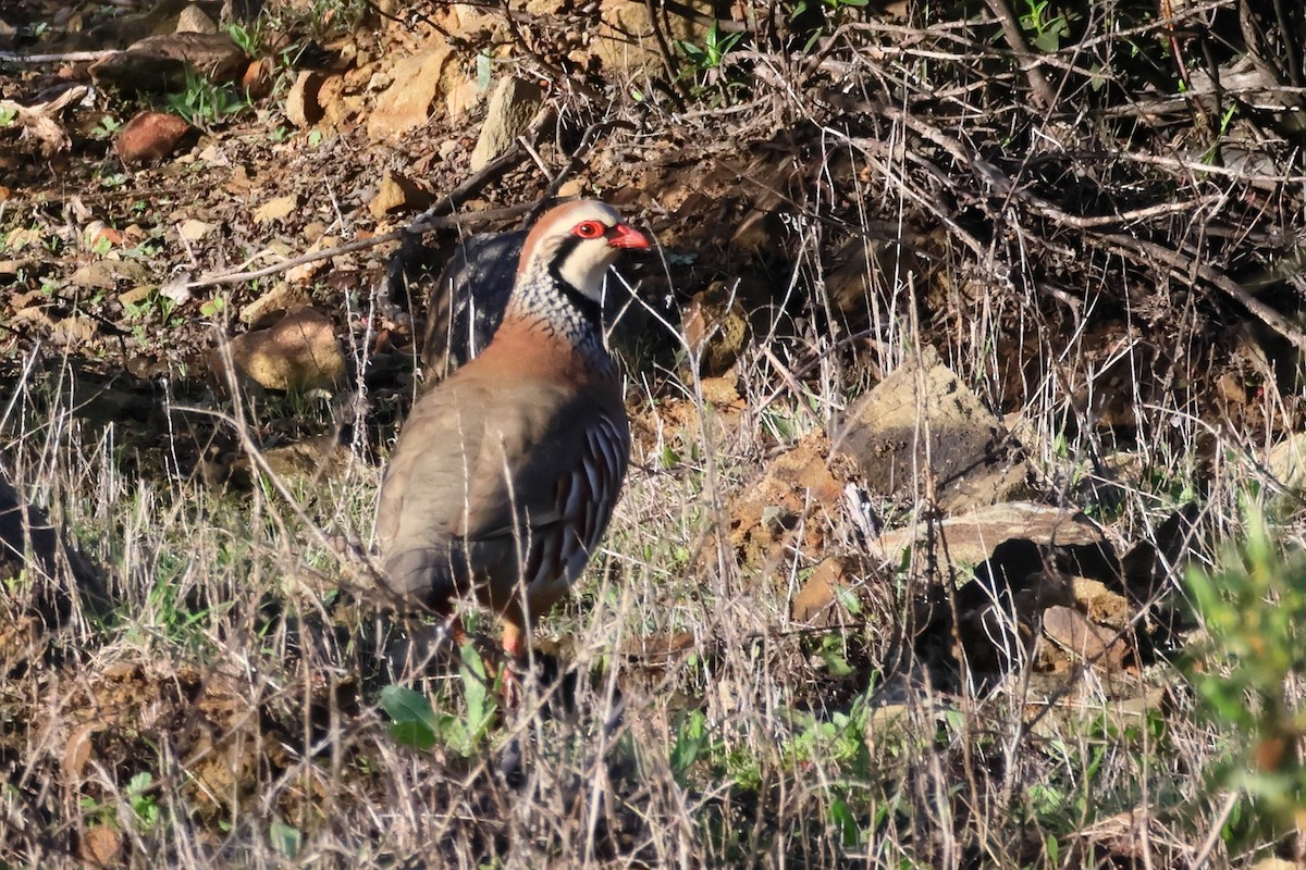 Red-legged Partridge - ML617895902