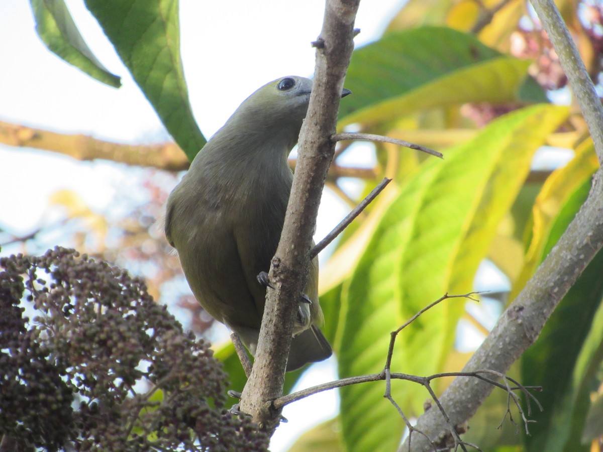 Palm Tanager - ML617895924